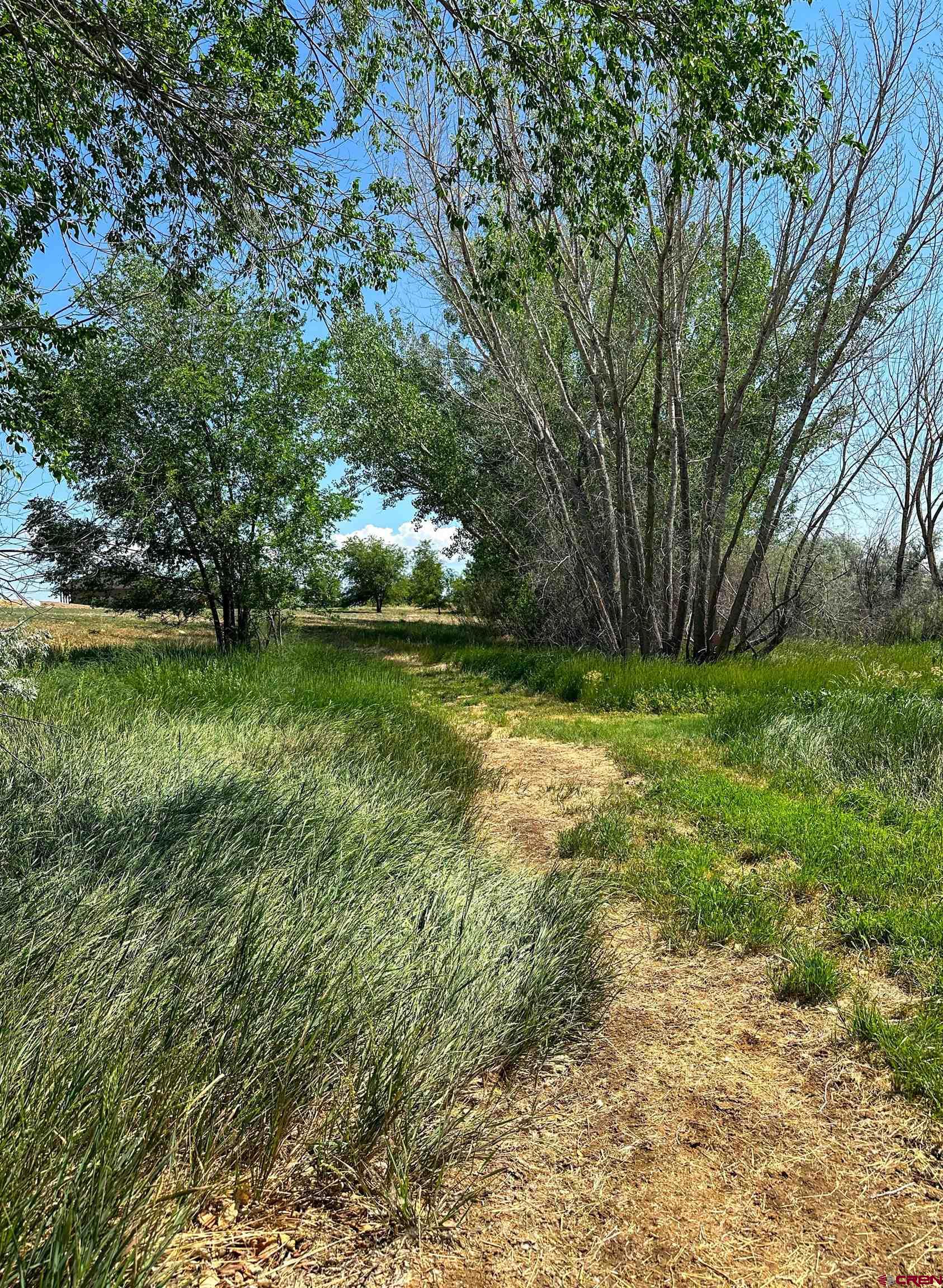 7276 5550th Road Olathe, CO 81425 - Photo 38 of 45 a view of a yard with plants and large trees