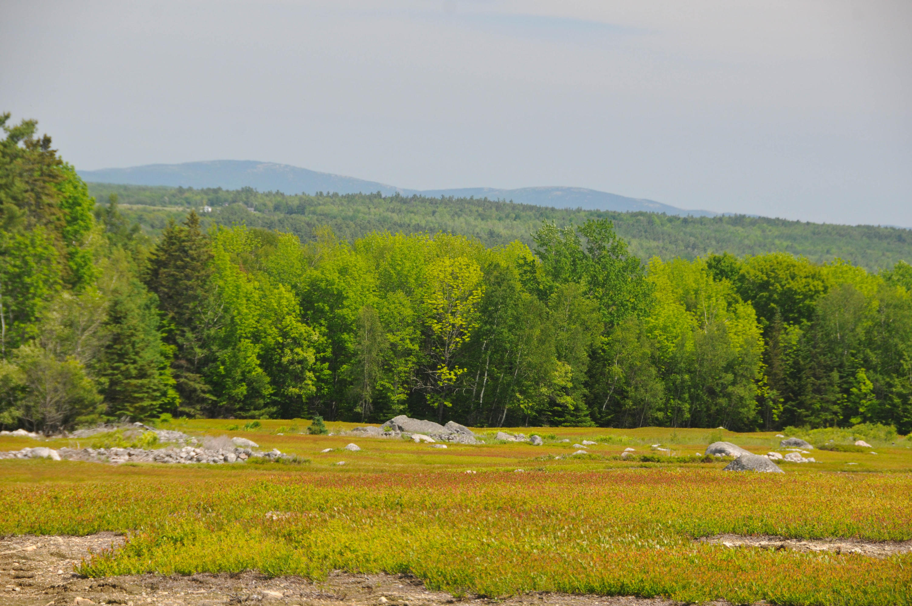 0 Dogtown Road Penobscot, ME 04476 - Photo 7 of 19 DSC_5126