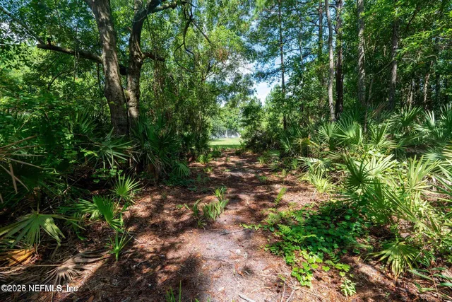 a view of a forest with lots of trees