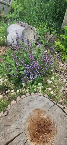 $995,000 | 16435 Fairchild Avenue, Monument, CO 80132