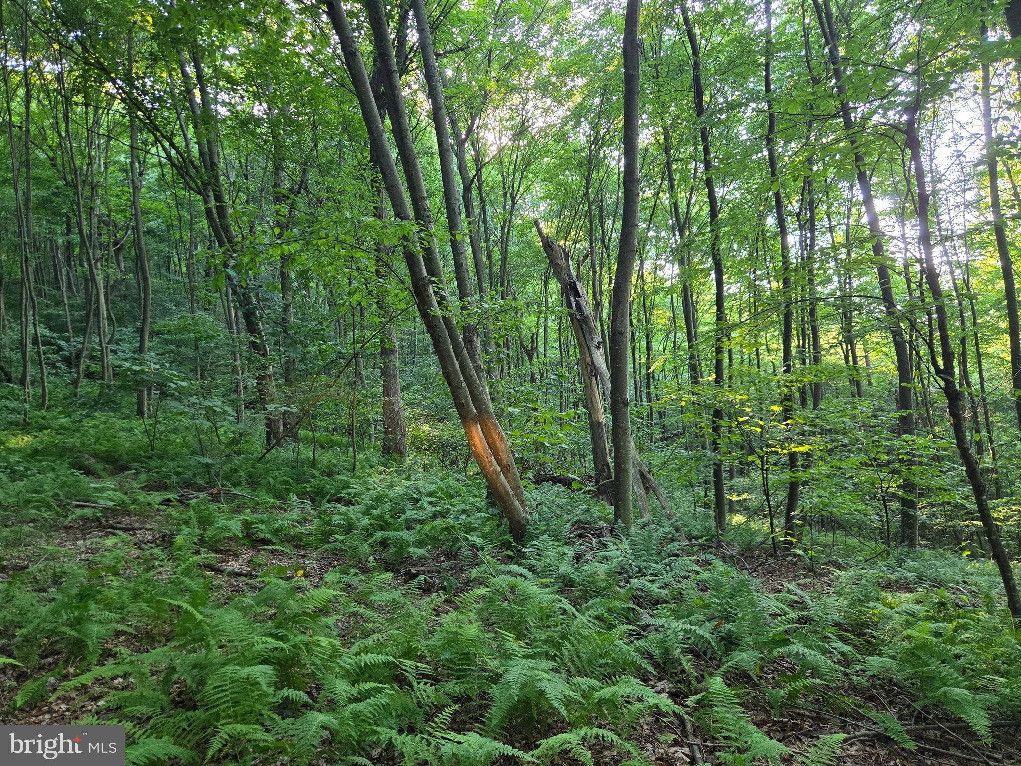0 Carlisle Gap Road Lewistown, PA 17044 - Photo 25 of 53