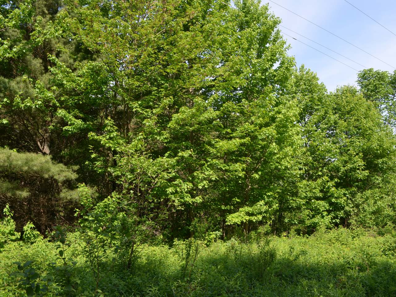 On Ogema-Prentice Road Ogema, WI 54459 - Photo 16 of 20 Gallery Image 16