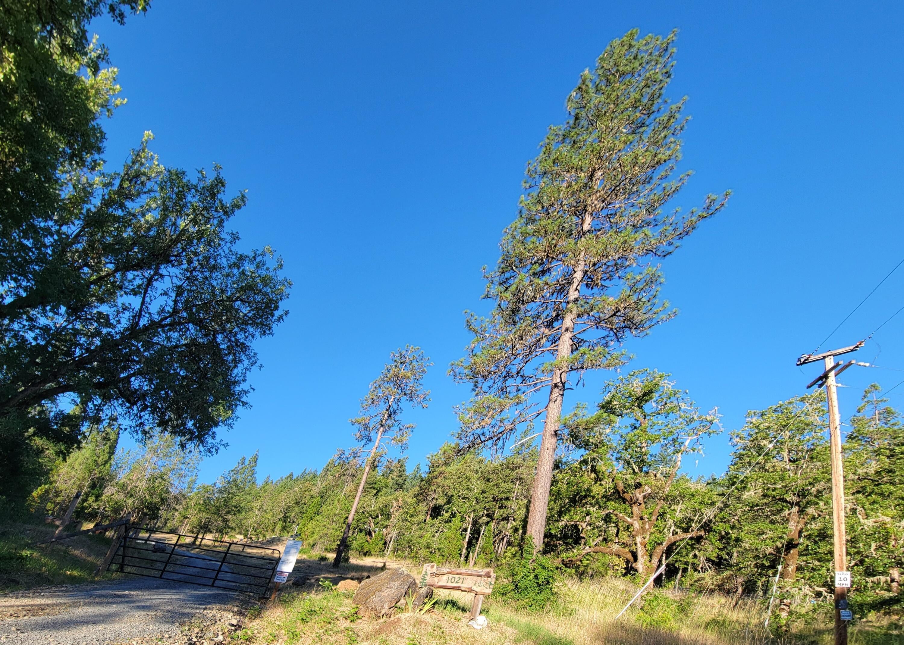 1021 Greenview Road Cave Junction, OR 97523 - Photo 24 of 27 1-morning view of property from road
