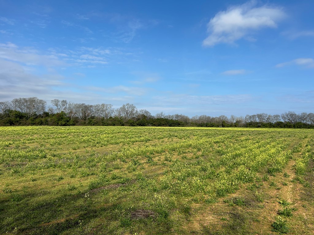 17.99-ac 17.99-ac Wicksburd Road Newton, AL 36352 - Photo 14 of 22