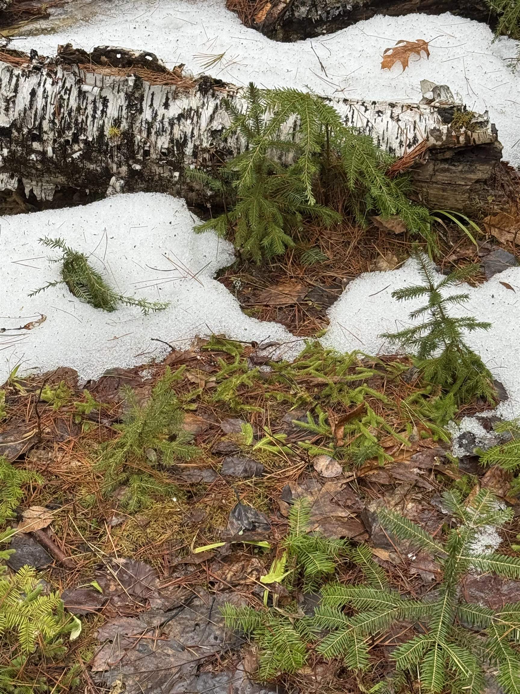 3826 Leighton Hill Road Newbury, VT 05081 - Photo 10 of 10