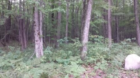 80 State Land Road Reed City, MI 49677 - Photo 4 of 9 20150818_172612