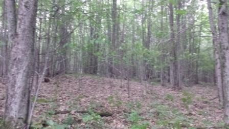 80 State Land Road Reed City, MI 49677 - Photo 7 of 9 20150818_172748