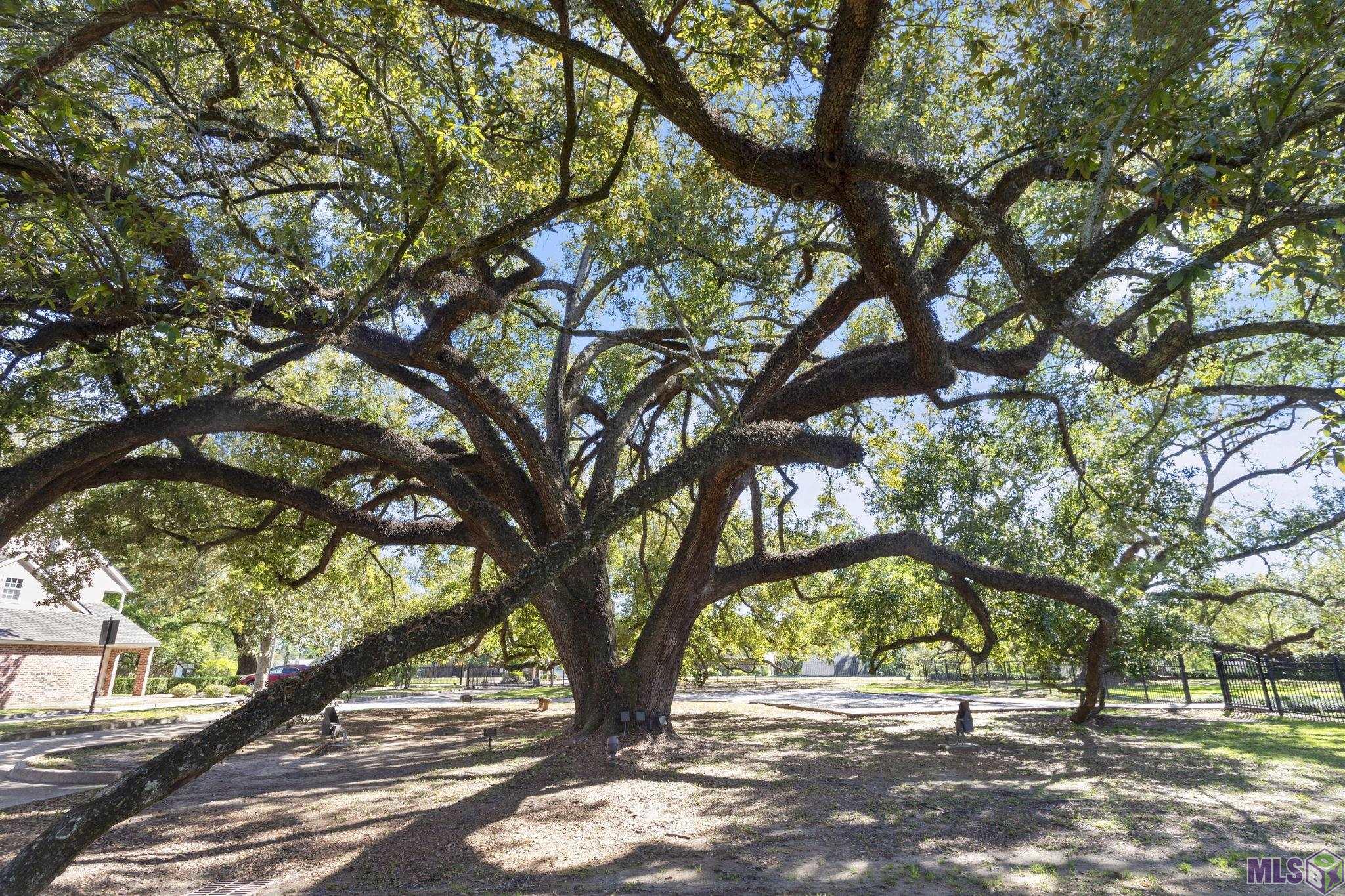 9007 Highland Road, Unit 25 Baton Rouge, LA 70810 - Photo 4 of 18 Stately Live Oaks