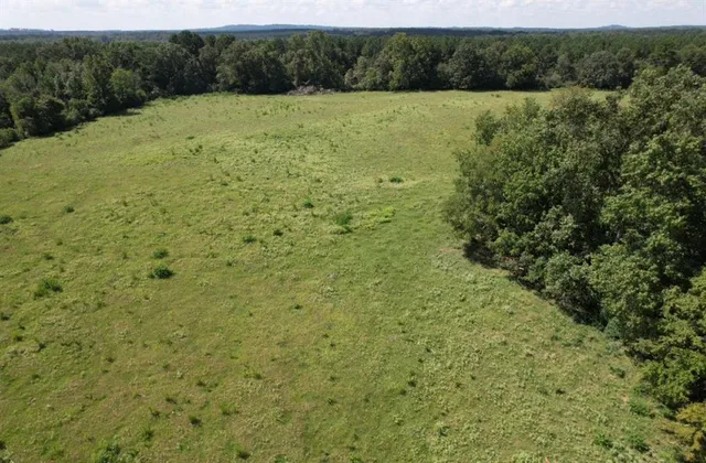 a view of a field with a tree