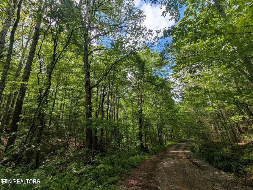 158 Jess Rdg Road Lancing, TN 37770 - Photo 7 of 8 20250506215533337038000000-o