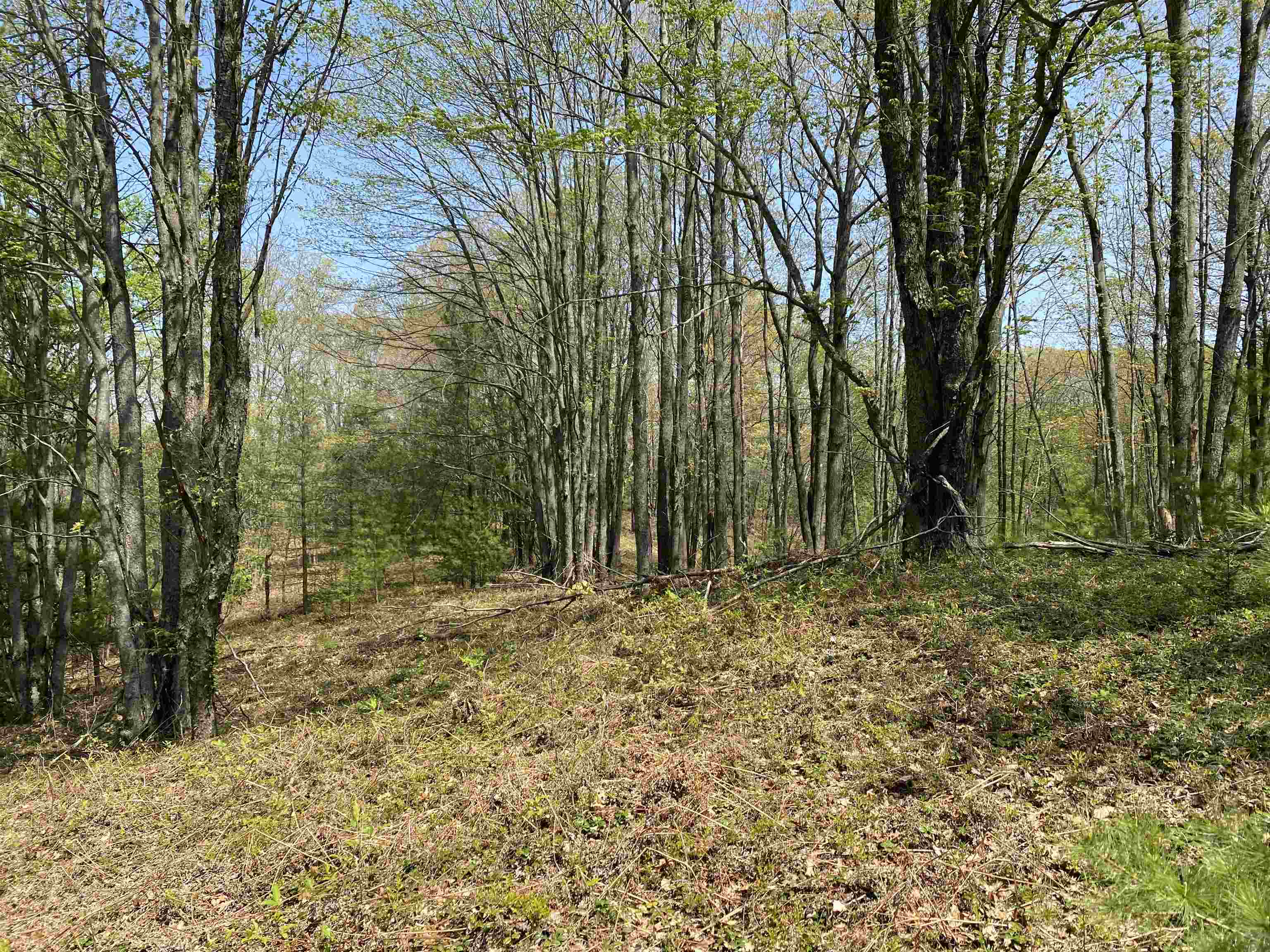 47 South 47 3/4 Road, Unit FOREST DRIVE LOT: 4 Cadillac, MI 49601 - Photo 11 of 14