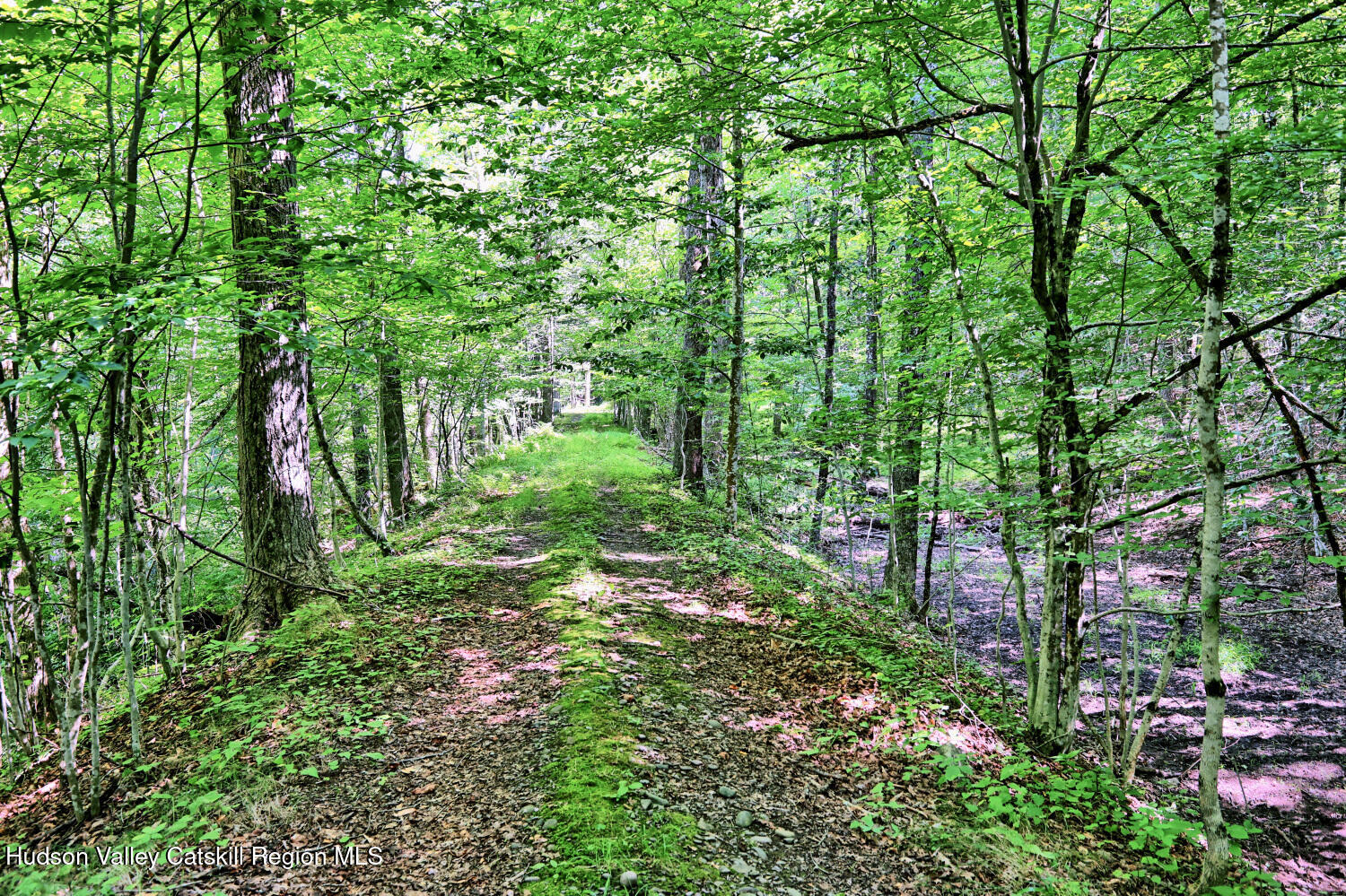 128 West Moorehouse Road Cairo, NY 12413 - Photo 92 of 132 a view of yard