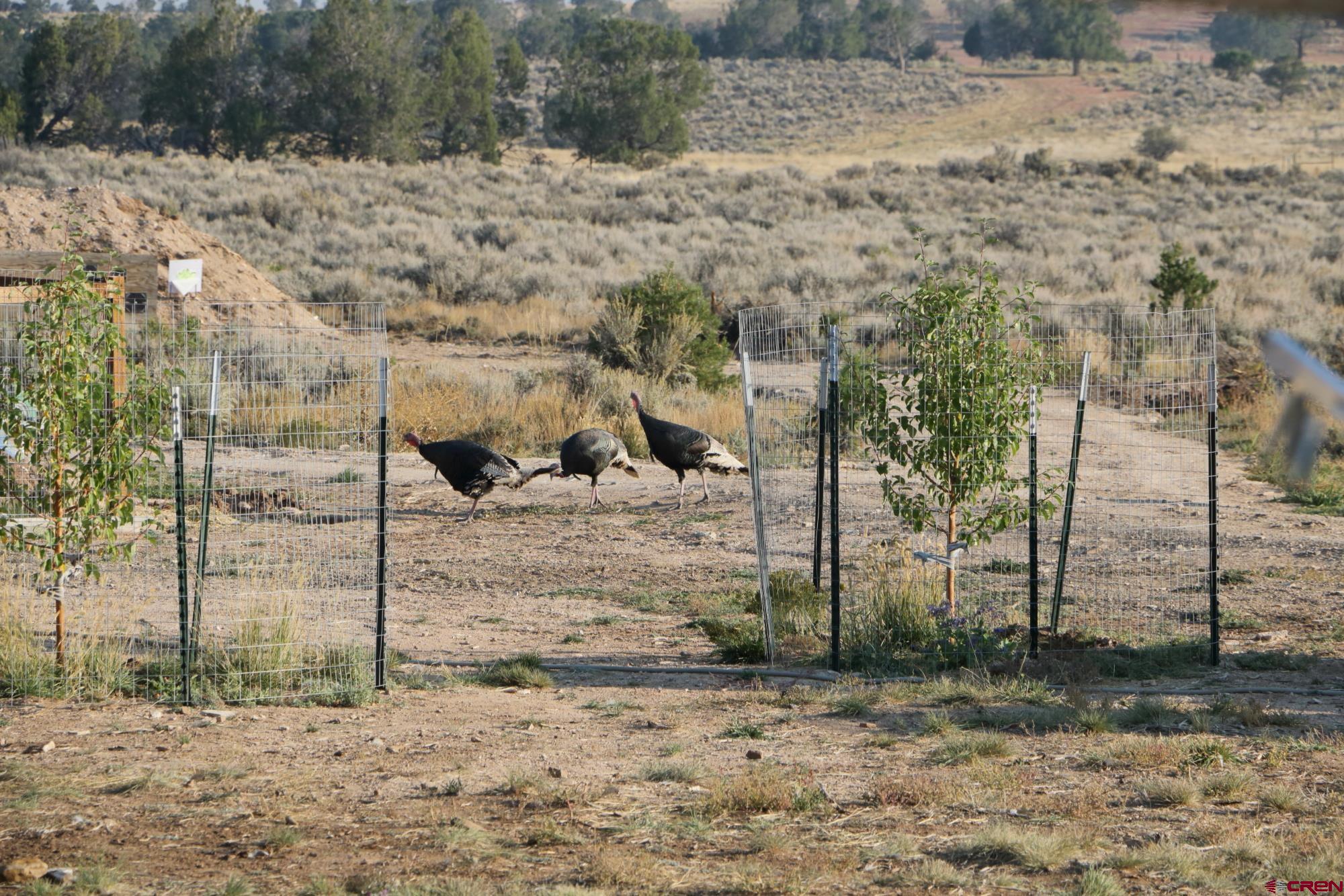 75707 B76 Road Crawford, CO 81415 - Photo 11 of 44 a view of a yard covered with snow