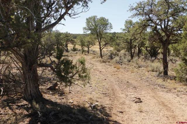 a view of a yard with large trees