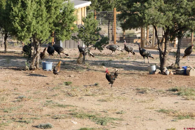 a view of a dry yard with trees