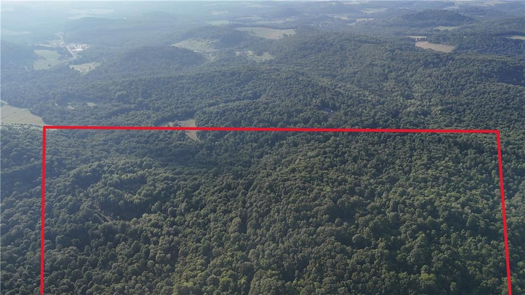 73 Acres /- Along Kunselman Road Worthville, PA 15784 - Photo 4 of 12 a close up of a palm tree