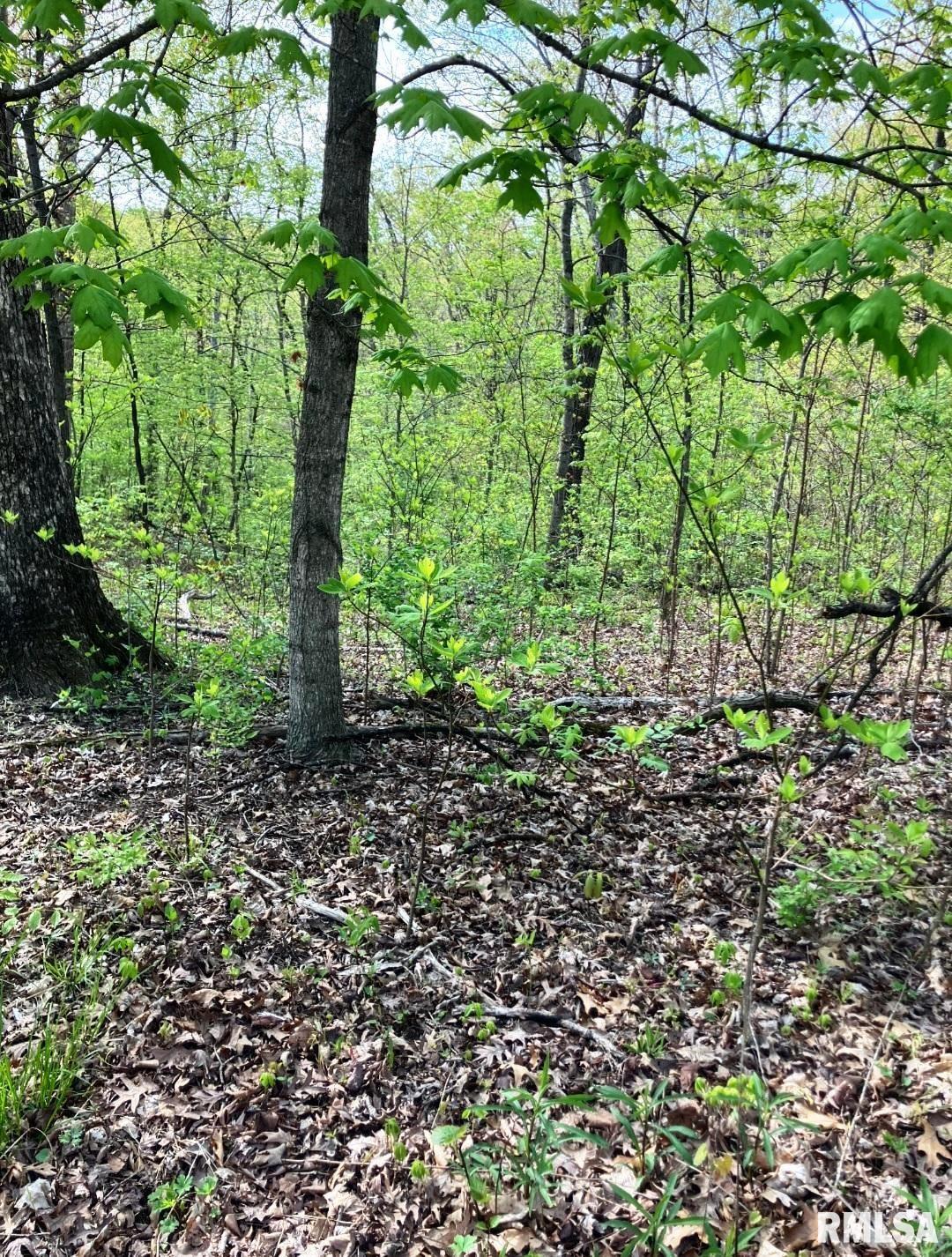 13973 Halliday Road Shipman, IL 62685 - Photo 49 of 66