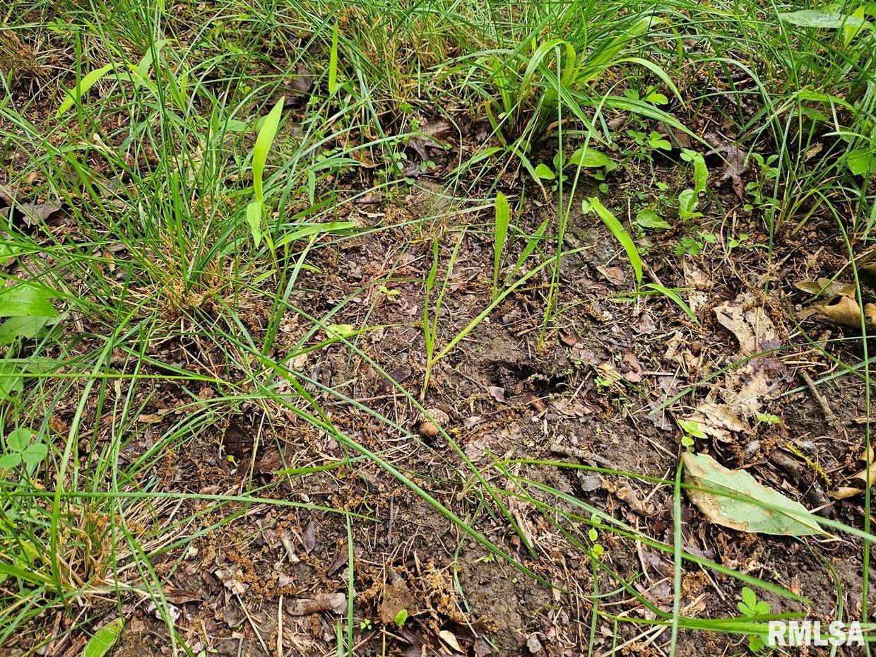 13973 Halliday Road Shipman, IL 62685 - Photo 50 of 66