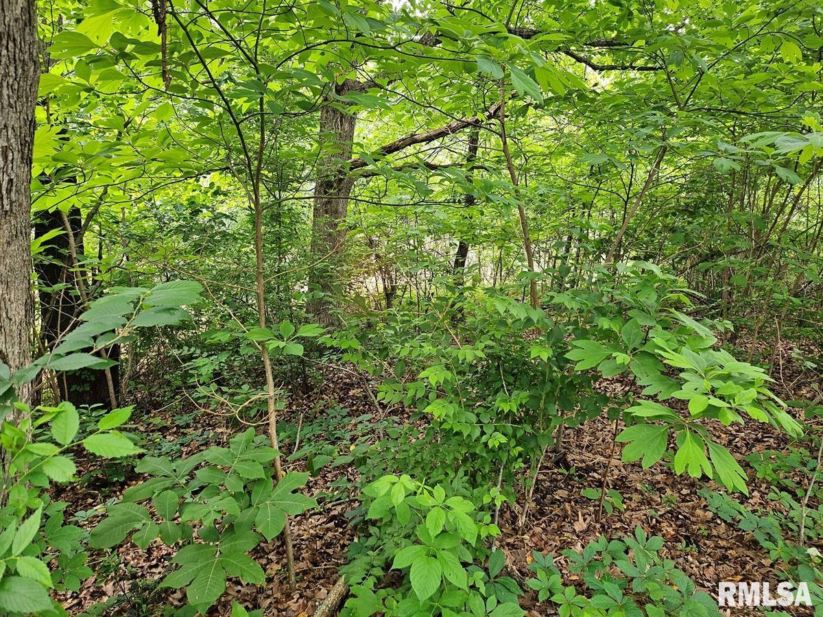 13973 Halliday Road Shipman, IL 62685 - Photo 53 of 66