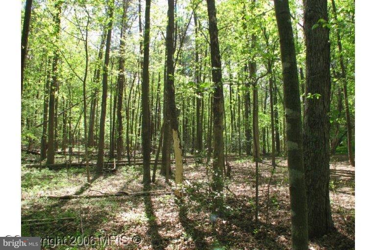5920 Doyle Road Clifton, VA 20124 - Photo 1 of 1 a view of backyard with green space