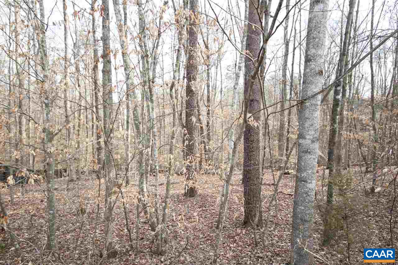 a view of forest