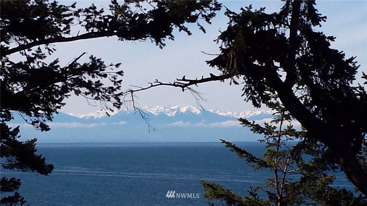 14114 Ervine Road Anacortes, WA 98221 - Photo 4 of 40 a view of a tree in front of a yard