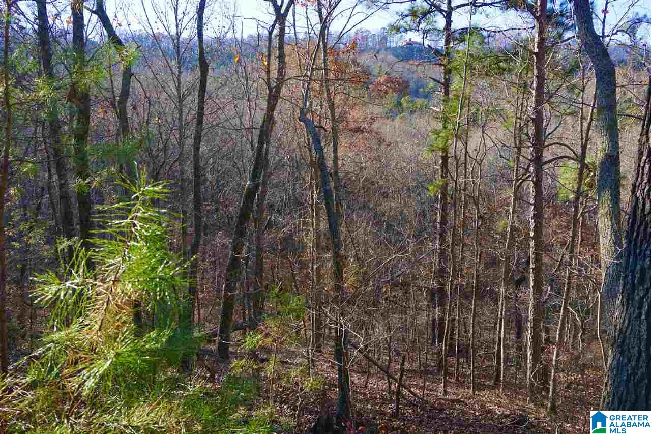 0 Whites Gap Road Jacksonville, AL 36265 - Photo 15 of 31