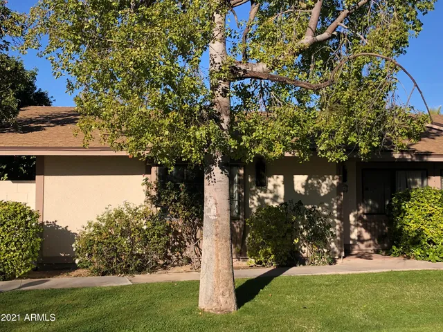 a tree lined with tall trees