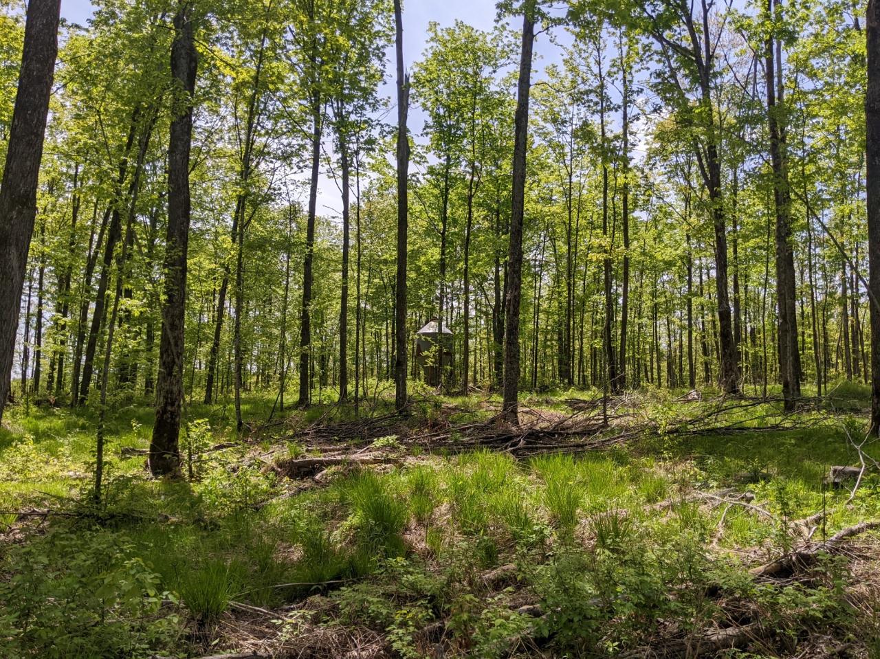 W3068 Wilson Road Glen Flora, WI 54526 - Photo 52 of 61 Gallery Image 52