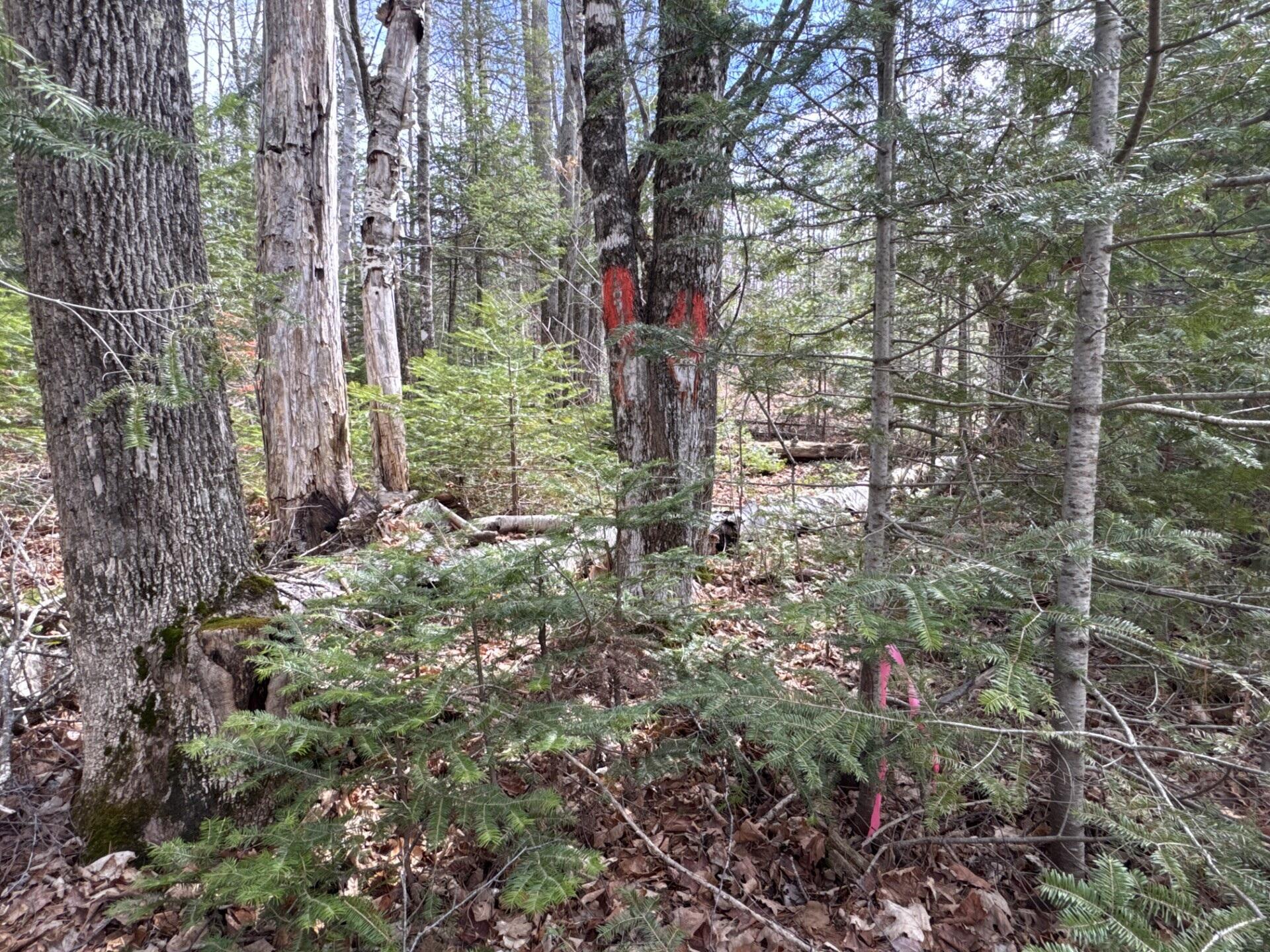 343 Guilford Center Road Guilford, ME 04443 - Photo 13 of 16 Well marked boundaries
