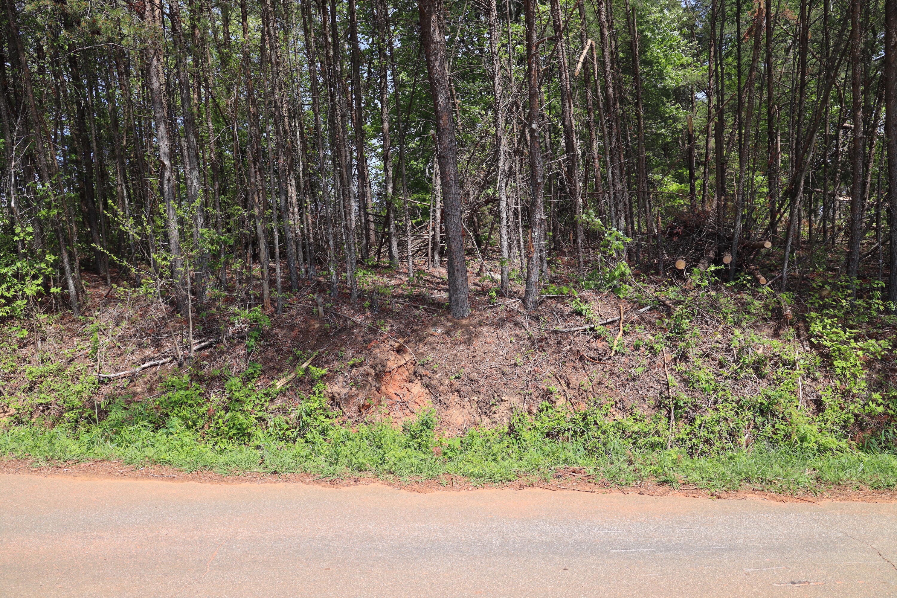 a backyard of a house with plants and large trees