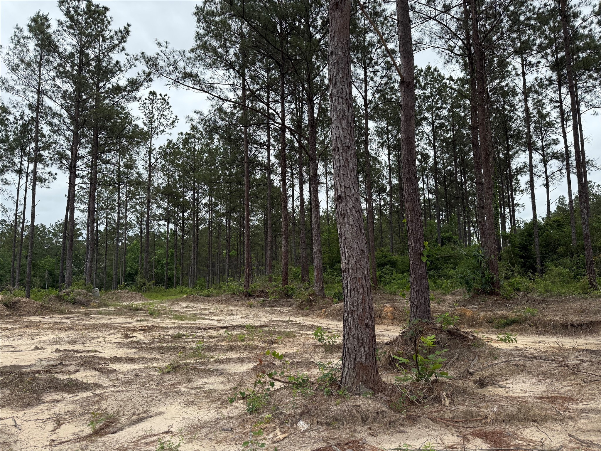 0 Richardson Road East Livingston, TX 77351 - Photo 2 of 6 a view of outdoor space with trees
