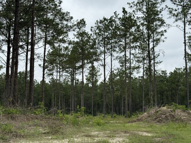 0 Richardson Road East Livingston, TX 77351 - Photo 3 of 6 a view of backyard with green space