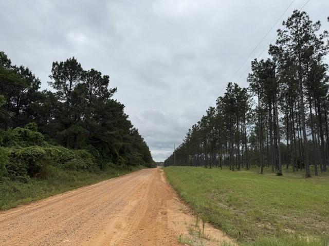 0 Richardson Road East Livingston, TX 77351 - Photo 6 of 6 a view of grassy field with trees