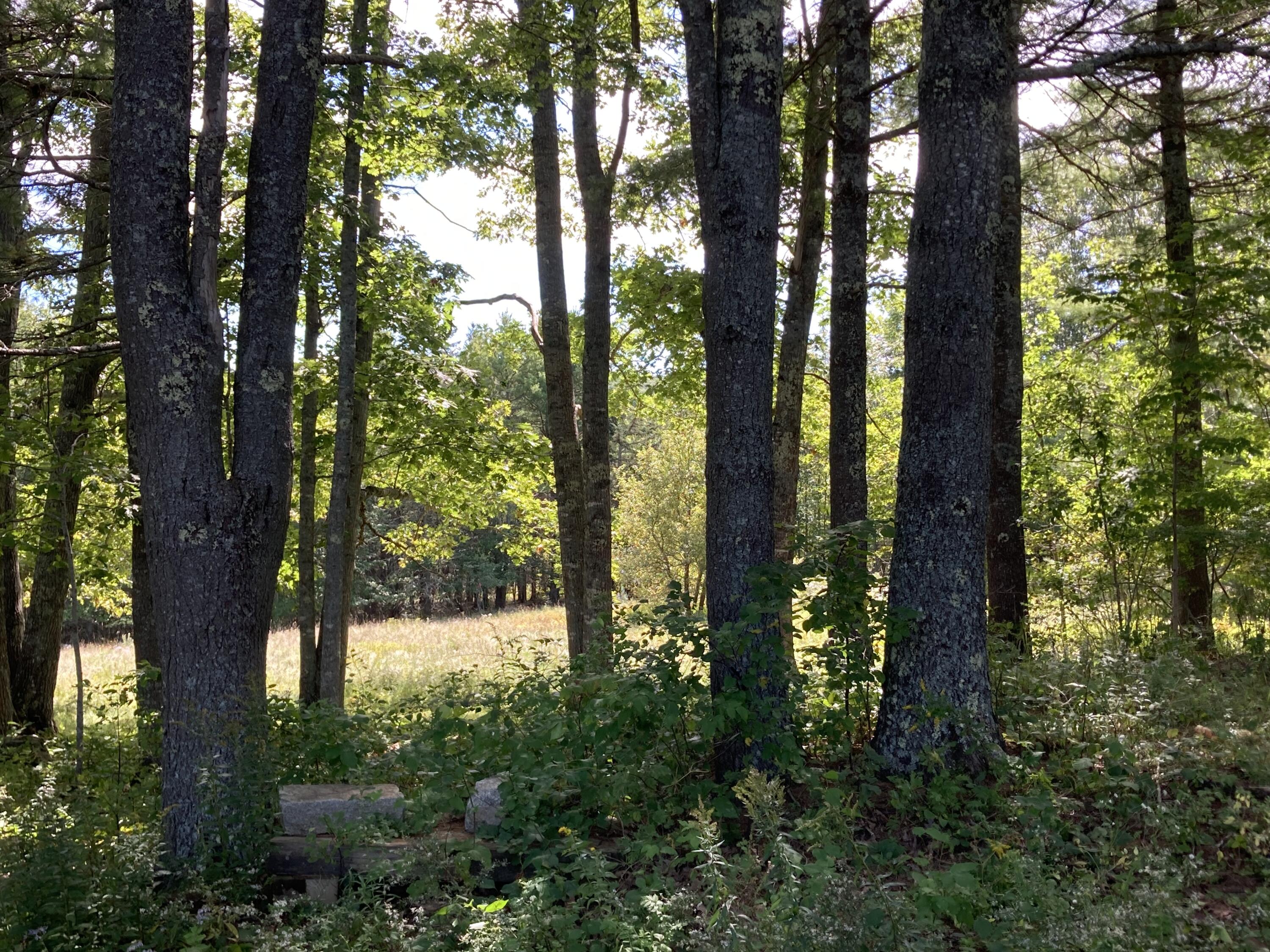 0 Surry Road Surry, ME 04684 - Photo 21 of 52 IMG_2750