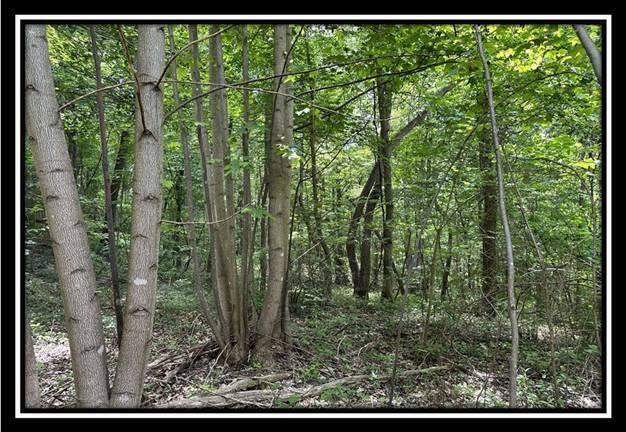 167 Weaver Road, Unit TRACT A) Chillicothe, OH 45601 - Photo 27 of 45 image027