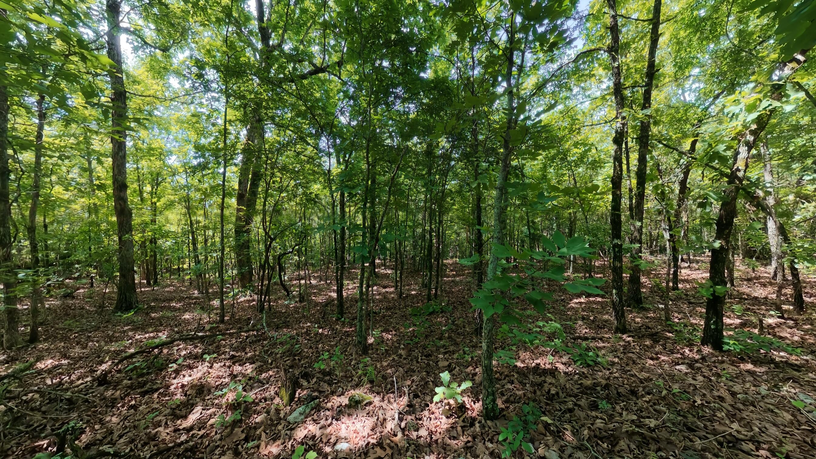0 Ridgehaven Road Mammoth Spring, AR 72554 - Photo 4 of 23 10 acres009