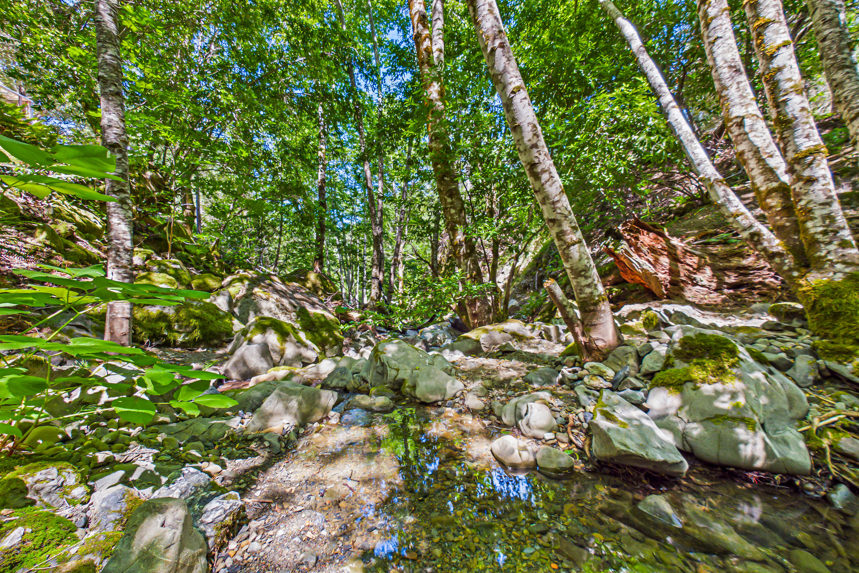 60890 Bell Springs Road Laytonville, CA 95454 - Photo 50 of 77 a view of a tree