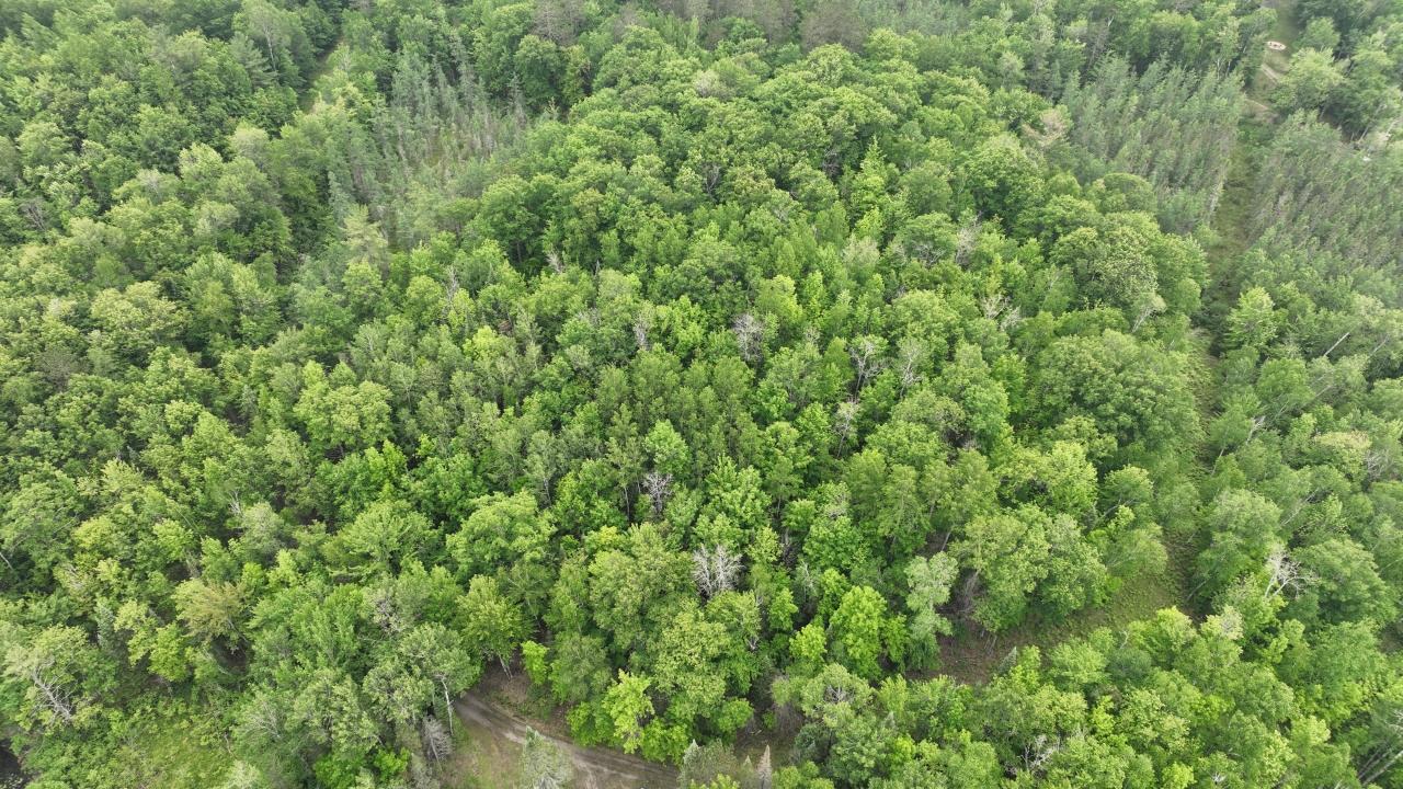 9198 Shore Rd Road Harshaw, WI 54529 - Photo 45 of 59 Gallery Image 45