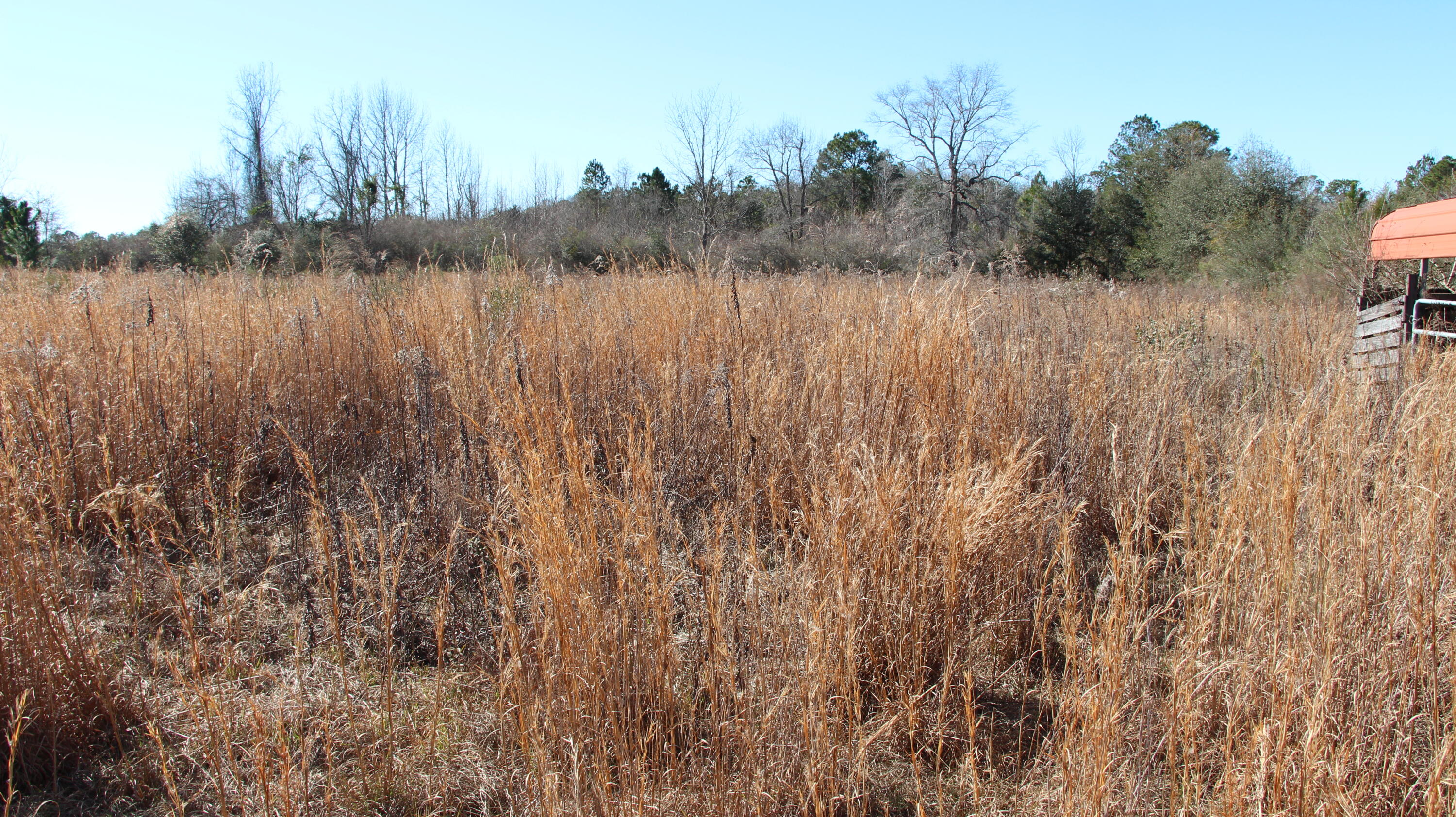 138 Schofield Road DeFuniak Springs, FL 32433 - Photo 23 of 31 pasture