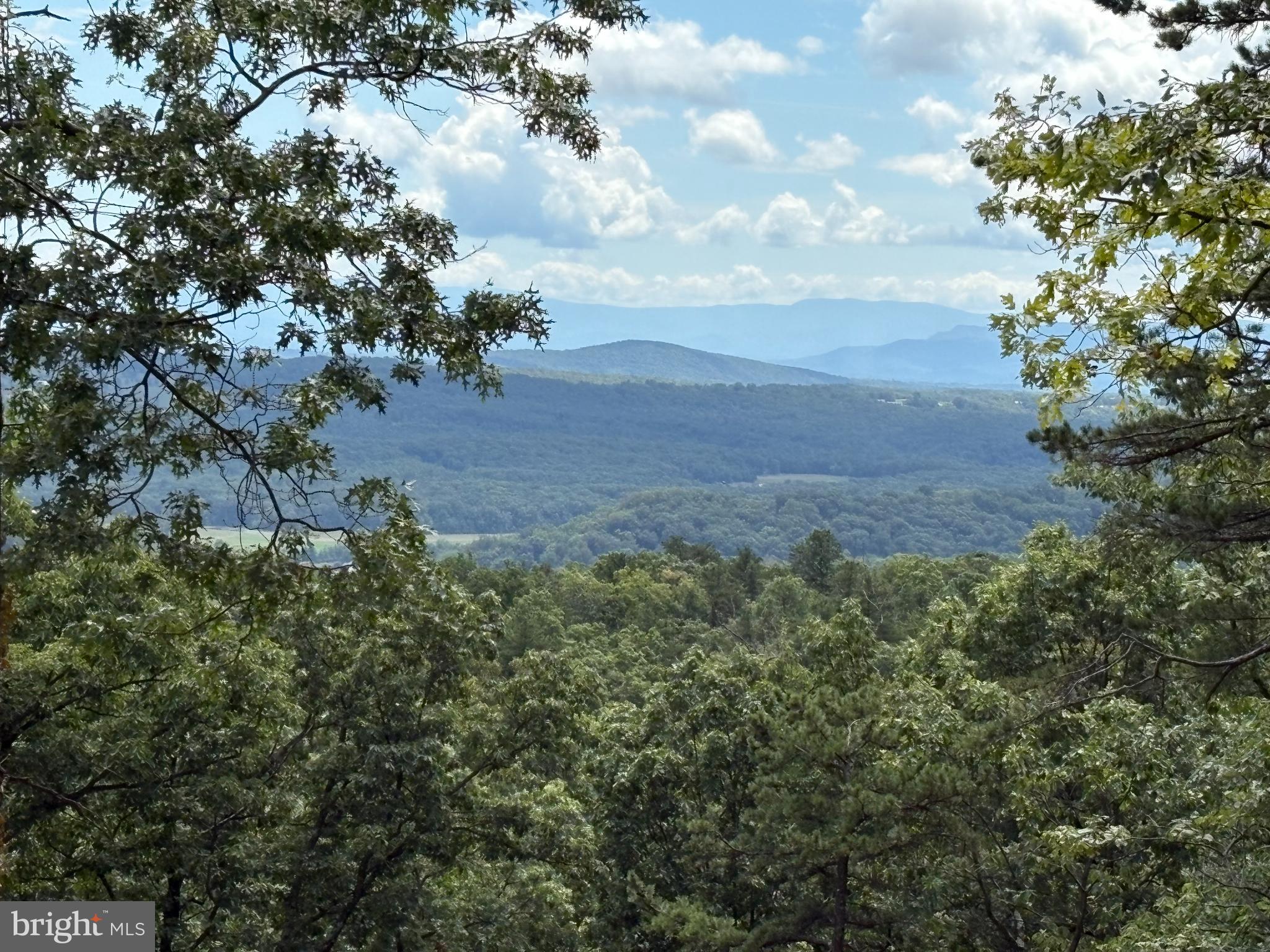 Lot 353 Hawk Trail Winchester, VA 22602 - Photo 11 of 12 a view of a yard with plants and a large tree