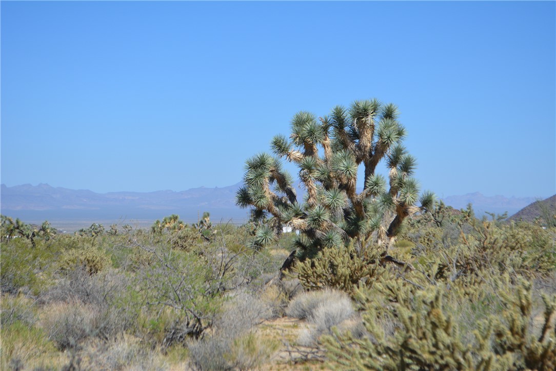 11189 Alvis Road Yucca, AZ 86438 - Photo 16 of 53 View