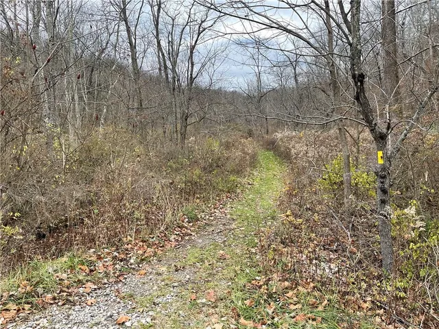 a view of a yard with trees