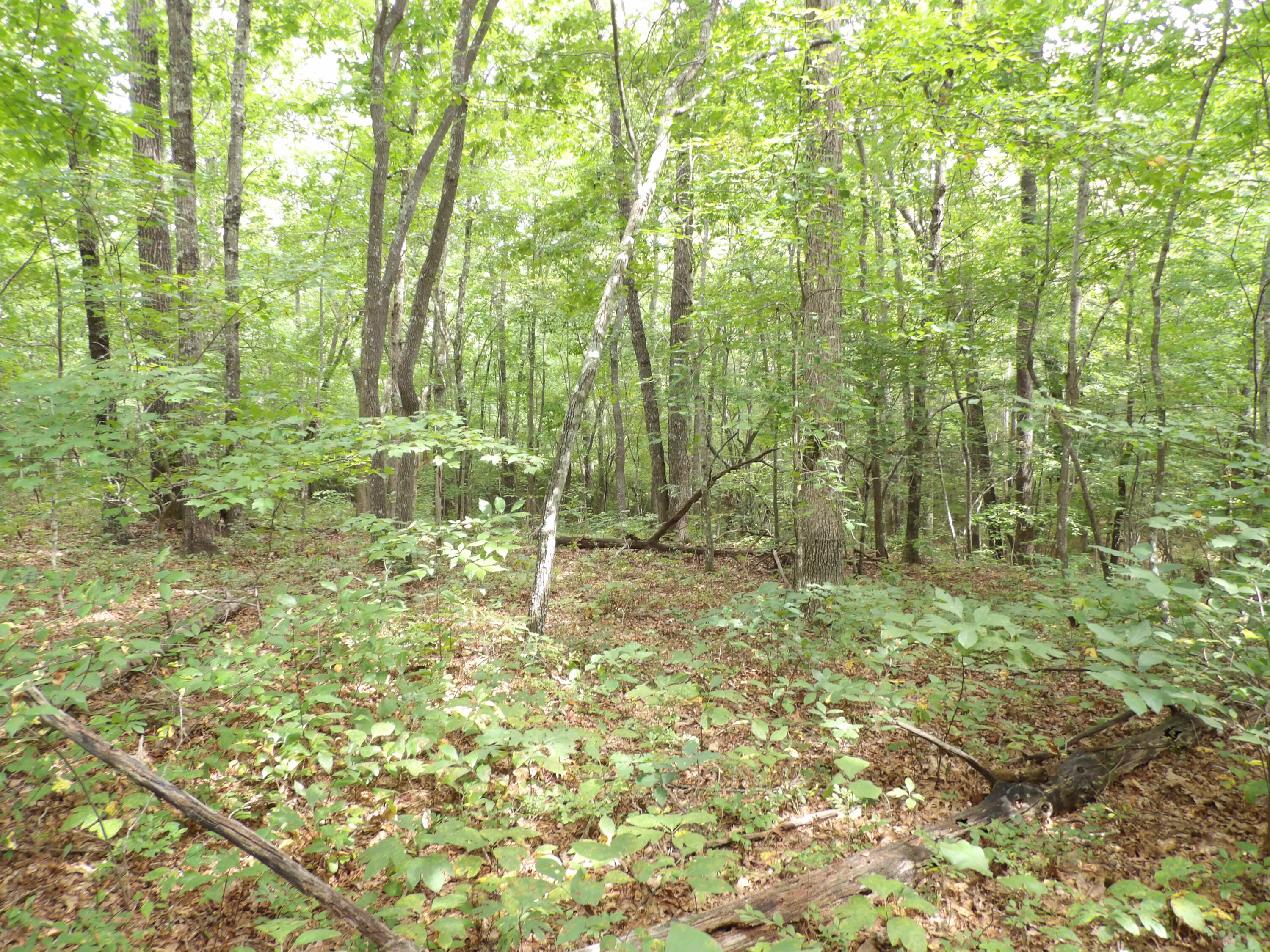 532 Black Mountain Road Dunlap, TN 37327 - Photo 16 of 78 100_4706