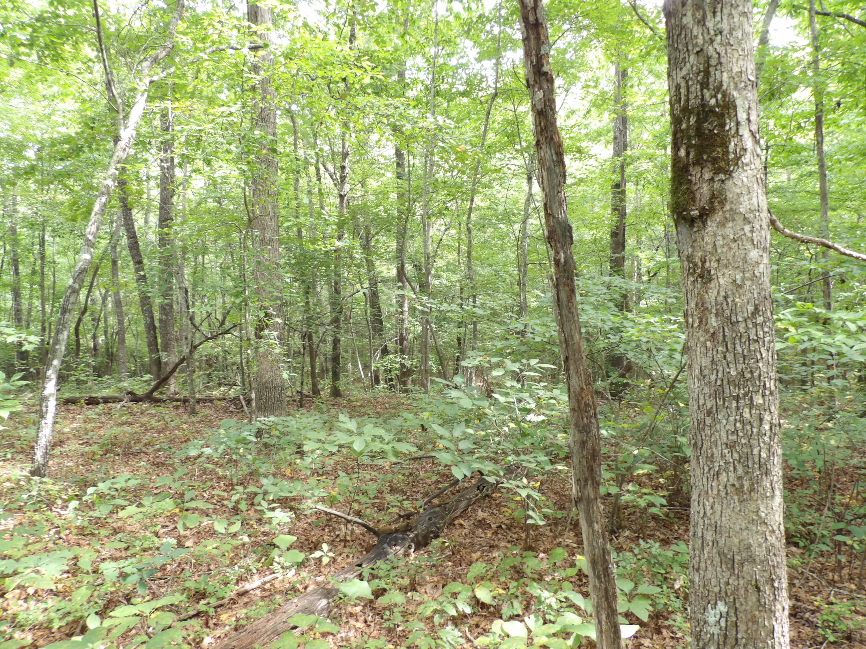 532 Black Mountain Road Dunlap, TN 37327 - Photo 17 of 78 100_4707