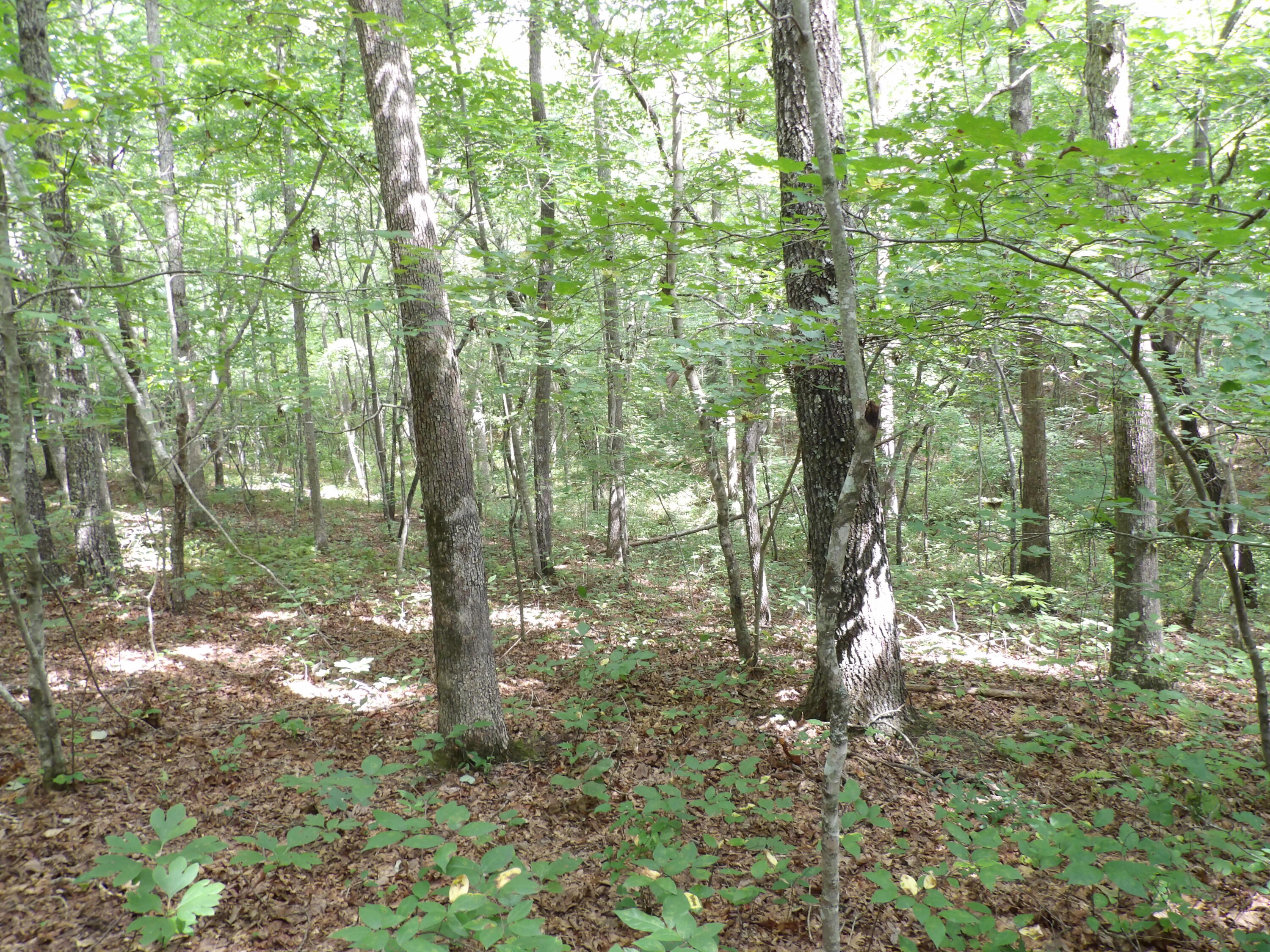 532 Black Mountain Road Dunlap, TN 37327 - Photo 21 of 78 100_4712