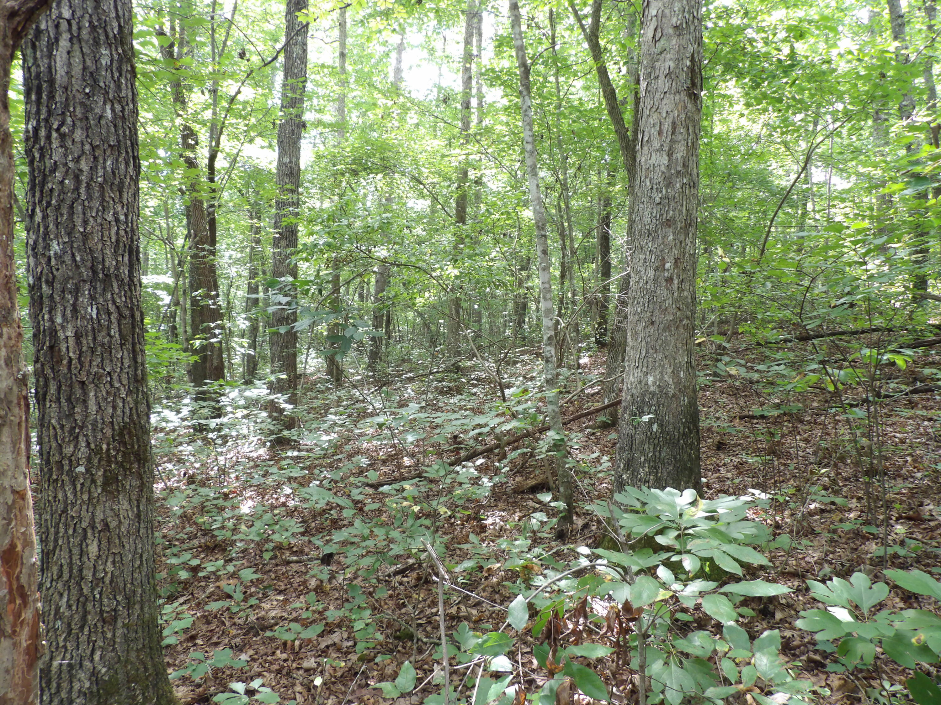 532 Black Mountain Road Dunlap, TN 37327 - Photo 23 of 78 100_4714