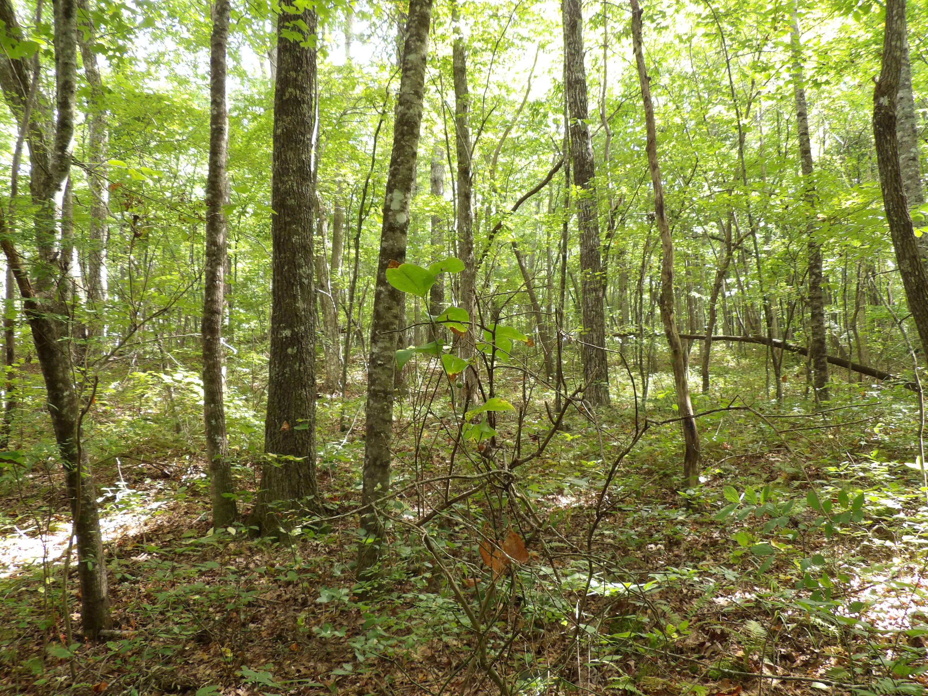 532 Black Mountain Road Dunlap, TN 37327 - Photo 29 of 78 100_4720