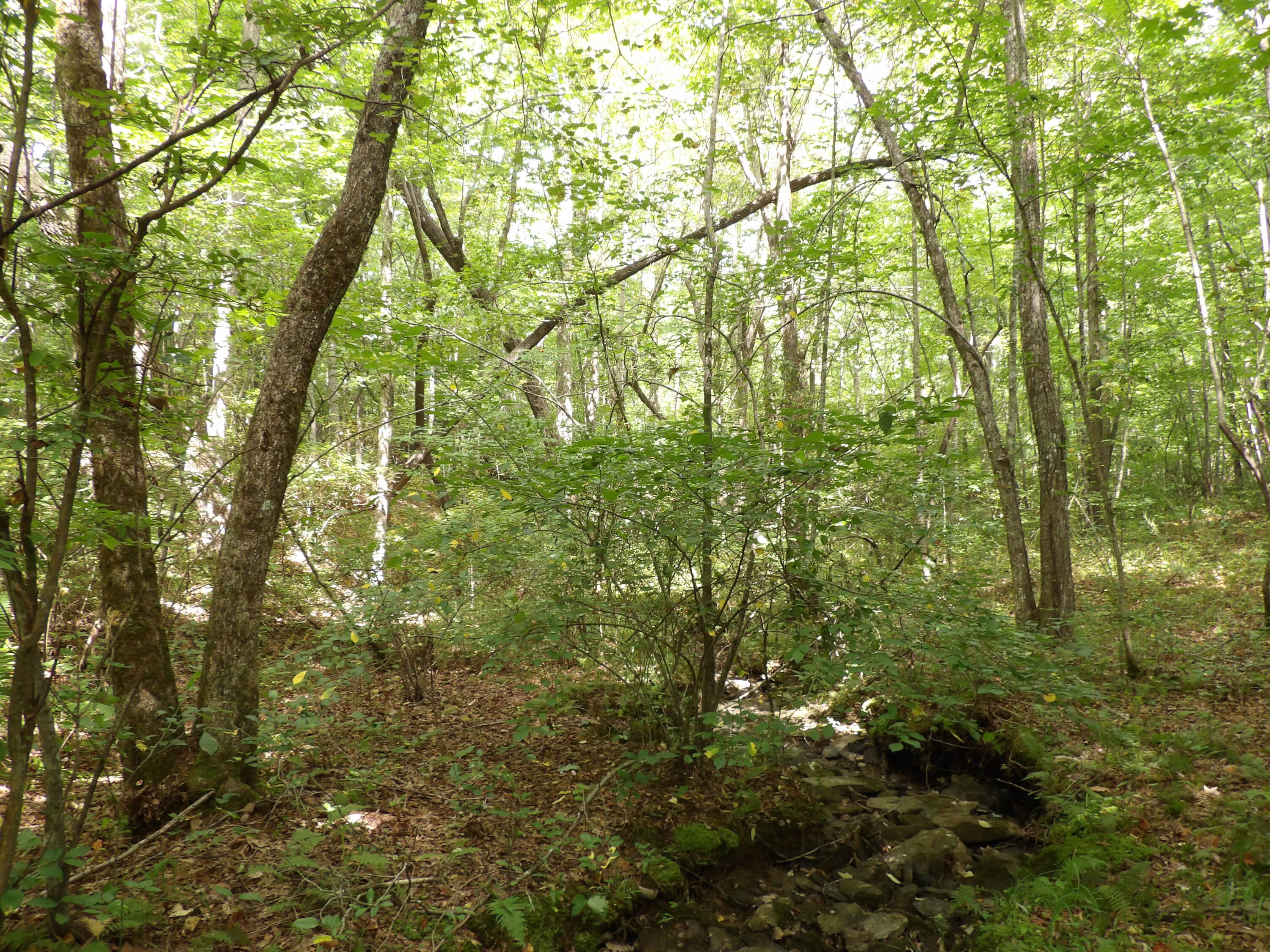 532 Black Mountain Road Dunlap, TN 37327 - Photo 30 of 78 100_4721