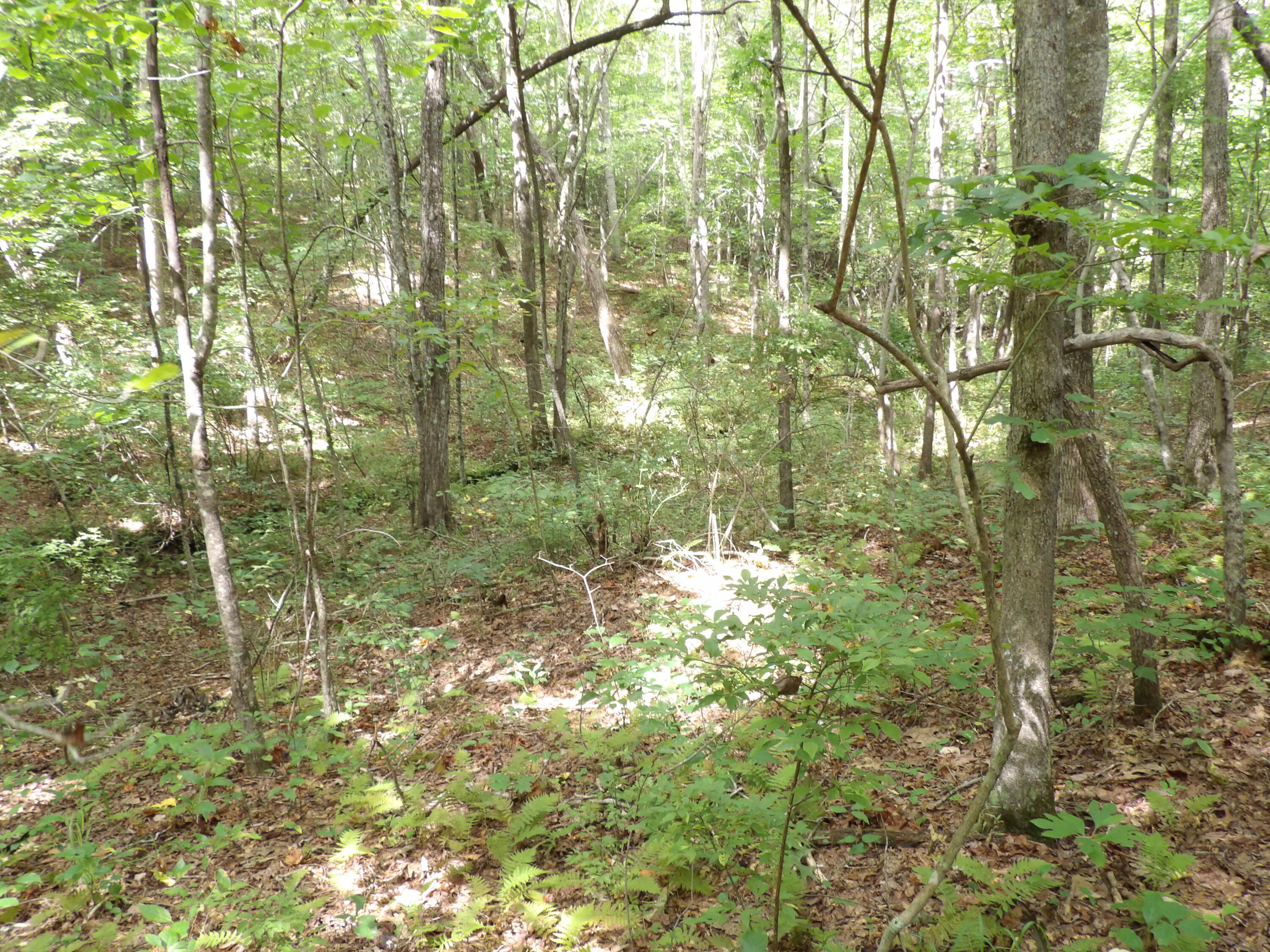532 Black Mountain Road Dunlap, TN 37327 - Photo 33 of 78 100_4725